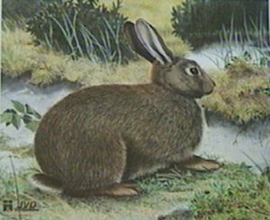 Bogenscheiben, Tierscheibe Kaninschen