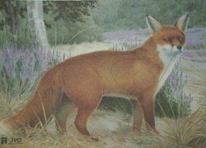 Zielscheibe mit Fuchs zum Bogenschieen